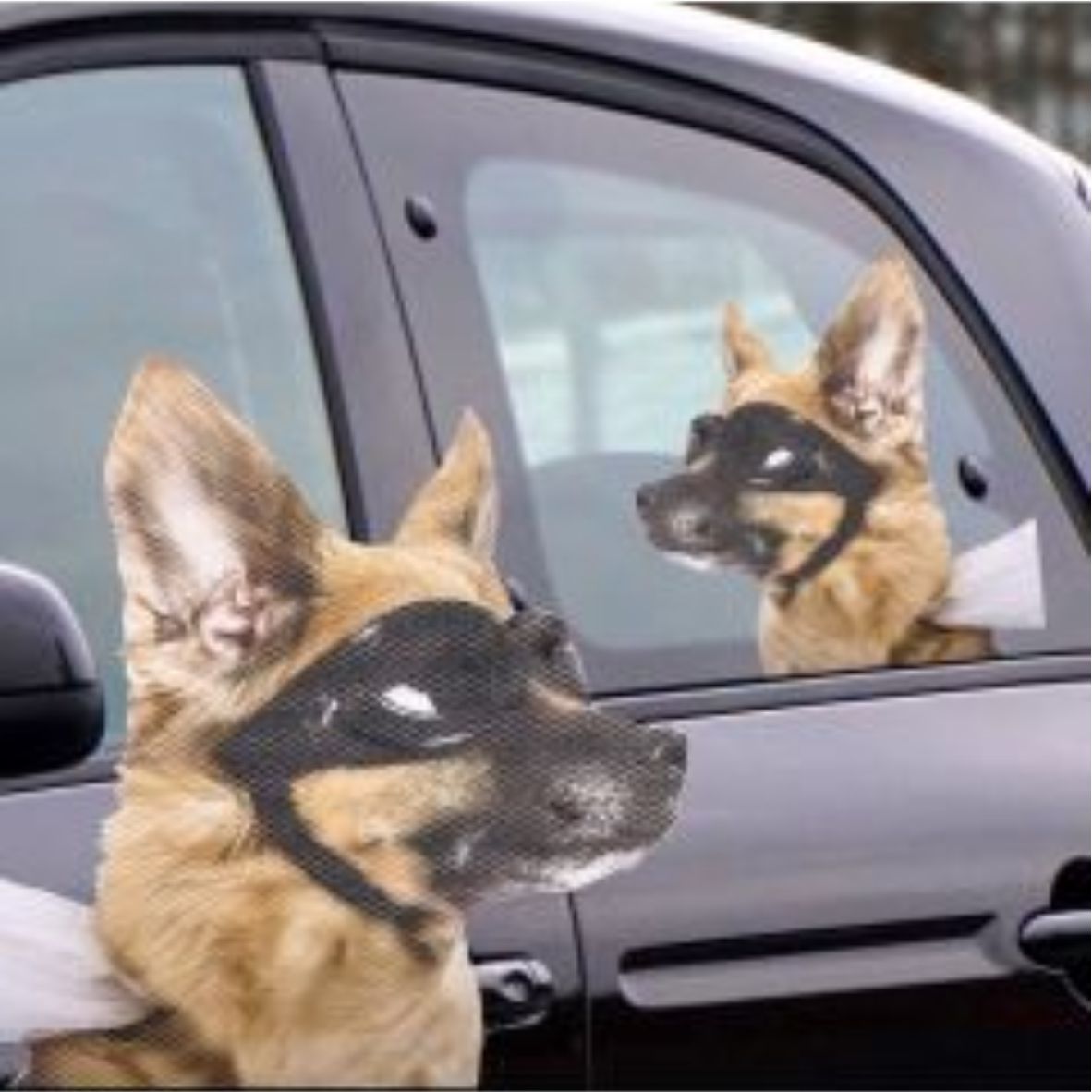 ThumbsUp! Fenstersticker fürs Auto Ride With Hund 31x30cm, wetterfest